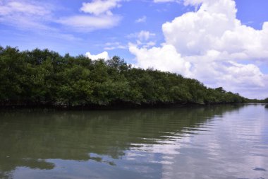 Yoğun mangrov ağaçları bir nehir kıyısında yavaşça akan çamurlu suyla kaplanıyor. Tropik sulak arazi, sahil koruma ve doğal yaşam ortamı için önemlidir..