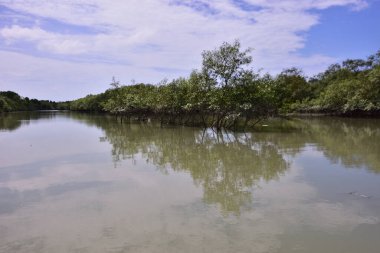 Yoğun mangrov ağaçları bir nehir kıyısında yavaşça akan çamurlu suyla kaplanıyor. Tropik sulak arazi, sahil koruma ve doğal yaşam ortamı için önemlidir..