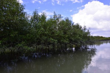 Yoğun mangrov ağaçları bir nehir kıyısında yavaşça akan çamurlu suyla kaplanıyor. Tropik sulak arazi, sahil koruma ve doğal yaşam ortamı için önemlidir..