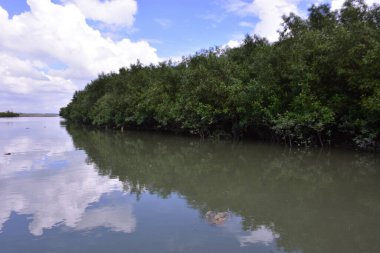 Yoğun mangrov ağaçları bir nehir kıyısında yavaşça akan çamurlu suyla kaplanıyor. Tropik sulak arazi, sahil koruma ve doğal yaşam ortamı için önemlidir..