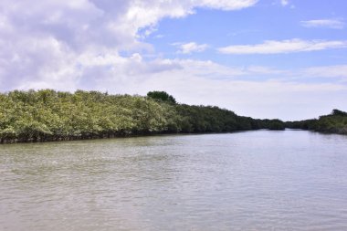 Yoğun mangrov ağaçları bir nehir kıyısında yavaşça akan çamurlu suyla kaplanıyor. Tropik sulak arazi, sahil koruma ve doğal yaşam ortamı için önemlidir..