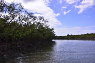 Yoğun mangrov ağaçları bir nehir kıyısında yavaşça akan çamurlu suyla kaplanıyor. Tropik sulak arazi, sahil koruma ve doğal yaşam ortamı için önemlidir..