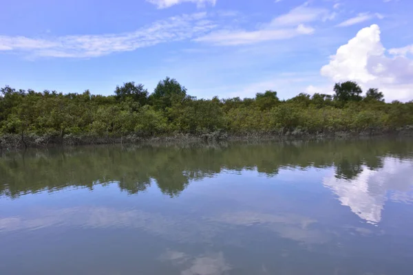 Yoğun mangrov ağaçları bir nehir kıyısında yavaşça akan çamurlu suyla kaplanıyor. Tropik sulak arazi, sahil koruma ve doğal yaşam ortamı için önemlidir..