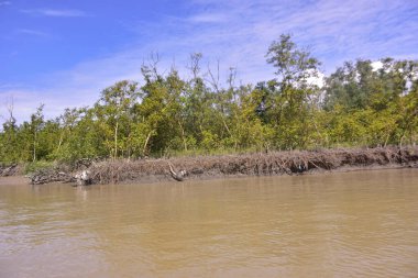 Düşük gelgit mangrov ormanı çamurlu zemin ve açığa çıkmış kök sistemleri ortaya çıkarıyor. Doğal gelgit ekosistemi direnç, biyolojik çeşitlilik ve kıyı yapısını gösteriyor