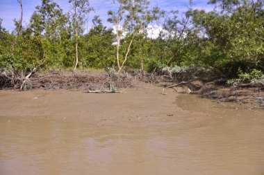 Düşük gelgit mangrov ormanı çamurlu zemin ve açığa çıkmış kök sistemleri ortaya çıkarıyor. Doğal gelgit ekosistemi direnç, biyolojik çeşitlilik ve kıyı yapısını gösteriyor