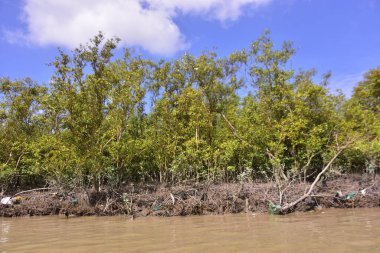 Mangrove adası sakin nehir suyuyla çevrili ve berrak gökyüzü yansımaları var. Huzurlu doğa manzarası sulak arazi ekosistemlerini ve doğal nehir akışını gösteriyor..
