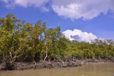 Mangrove adası sakin nehir suyuyla çevrili ve berrak gökyüzü yansımaları var. Huzurlu doğa manzarası sulak arazi ekosistemlerini ve doğal nehir akışını gösteriyor..