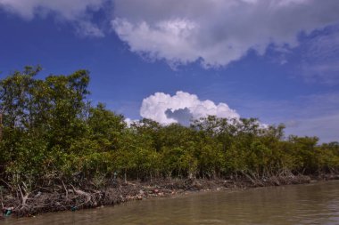 Mangrove adası sakin nehir suyuyla çevrili ve berrak gökyüzü yansımaları var. Huzurlu doğa manzarası sulak arazi ekosistemlerini ve doğal nehir akışını gösteriyor..
