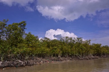 Mangrove adası sakin nehir suyuyla çevrili ve berrak gökyüzü yansımaları var. Huzurlu doğa manzarası sulak arazi ekosistemlerini ve doğal nehir akışını gösteriyor..