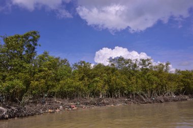 Mangrove adası sakin nehir suyuyla çevrili ve berrak gökyüzü yansımaları var. Huzurlu doğa manzarası sulak arazi ekosistemlerini ve doğal nehir akışını gösteriyor..