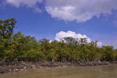 Mangrove adası sakin nehir suyuyla çevrili ve berrak gökyüzü yansımaları var. Huzurlu doğa manzarası sulak arazi ekosistemlerini ve doğal nehir akışını gösteriyor..