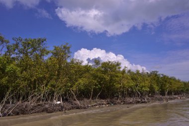 Mangrove adası sakin nehir suyuyla çevrili ve berrak gökyüzü yansımaları var. Huzurlu doğa manzarası sulak arazi ekosistemlerini ve doğal nehir akışını gösteriyor..