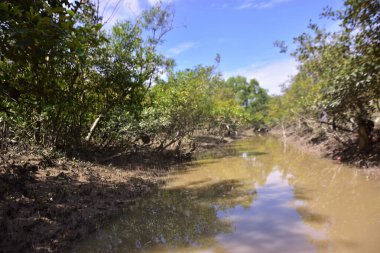 Mangrove adası sakin nehir suyuyla çevrili ve berrak gökyüzü yansımaları var. Huzurlu doğa manzarası sulak arazi ekosistemlerini ve doğal nehir akışını gösteriyor..