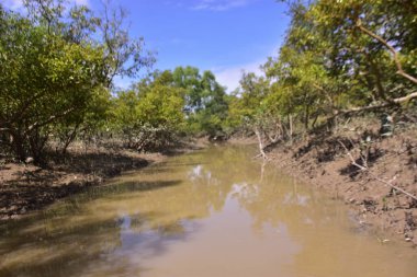 Düşük gelgit mangrov ormanı çamurlu zemin ve açığa çıkmış kök sistemleri ortaya çıkarıyor. Doğal gelgit ekosistemi direnç, biyolojik çeşitlilik ve kıyı yapısını gösteriyor