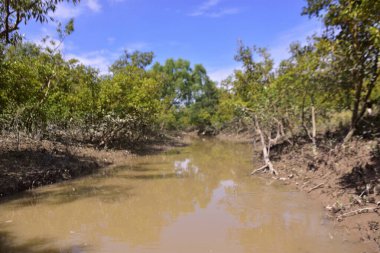 Düşük gelgit mangrov ormanı çamurlu zemin ve açığa çıkmış kök sistemleri ortaya çıkarıyor. Doğal gelgit ekosistemi direnç, biyolojik çeşitlilik ve kıyı yapısını gösteriyor