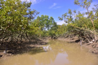 Düşük gelgit mangrov ormanı çamurlu zemin ve açığa çıkmış kök sistemleri ortaya çıkarıyor. Doğal gelgit ekosistemi direnç, biyolojik çeşitlilik ve kıyı yapısını gösteriyor