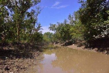 Dramatik bulutlar altında alçak bitki örtüsünü kaplayan gelgit suyuyla mangrov suları. Kıyı ekosistemlerini ve iklim etkileşimini temsil eden çevre manzarası.