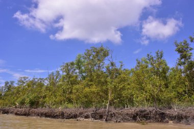 Mangrove kıyı şeridi, nehir kenarı boyunca kökleri ve tortusu açıkta. Gelgitler, aşınma ve doğal bitki örtüsü büyümesi ile şekillenen kıyı ortamı.