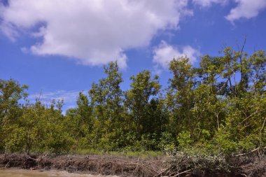 Mangrove kıyı şeridi, nehir kenarı boyunca kökleri ve tortusu açıkta. Gelgitler, aşınma ve doğal bitki örtüsü büyümesi ile şekillenen kıyı ortamı.