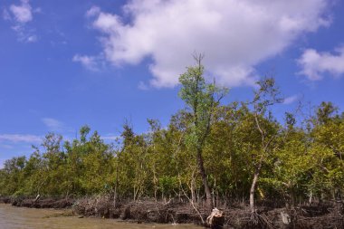 Mangrove kıyı şeridi, nehir kenarı boyunca kökleri ve tortusu açıkta. Gelgitler, aşınma ve doğal bitki örtüsü büyümesi ile şekillenen kıyı ortamı.