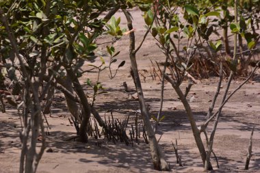 Mangrove kıyı şeridi, nehir kenarı boyunca kökleri ve tortusu açıkta. Gelgitler, aşınma ve doğal bitki örtüsü büyümesi ile şekillenen kıyı ortamı.