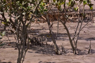 Mangrove kıyı şeridi, nehir kenarı boyunca kökleri ve tortusu açıkta. Gelgitler, aşınma ve doğal bitki örtüsü büyümesi ile şekillenen kıyı ortamı.