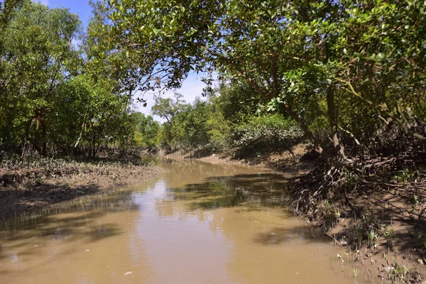 Dramatik bulutlar altında alçak bitki örtüsünü kaplayan gelgit suyuyla mangrov suları. Kıyı ekosistemlerini ve iklim etkileşimini temsil eden çevre manzarası.