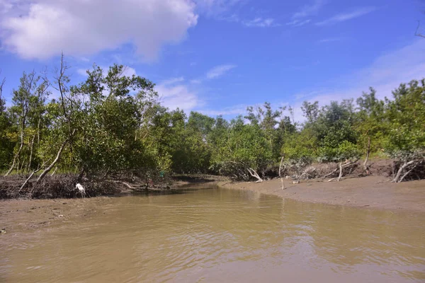 Düşük gelgit mangrov ormanı çamurlu zemin ve açığa çıkmış kök sistemleri ortaya çıkarıyor. Doğal gelgit ekosistemi direnç, biyolojik çeşitlilik ve kıyı yapısını gösteriyor