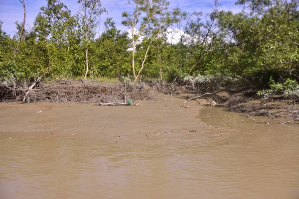 Düşük gelgit mangrov ormanı çamurlu zemin ve açığa çıkmış kök sistemleri ortaya çıkarıyor. Doğal gelgit ekosistemi direnç, biyolojik çeşitlilik ve kıyı yapısını gösteriyor