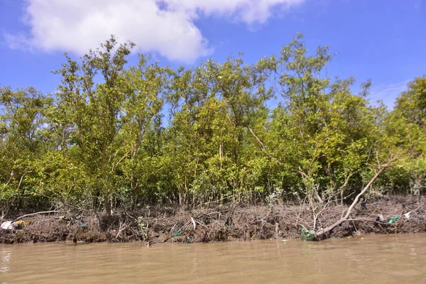 Mangrove adası sakin nehir suyuyla çevrili ve berrak gökyüzü yansımaları var. Huzurlu doğa manzarası sulak arazi ekosistemlerini ve doğal nehir akışını gösteriyor..