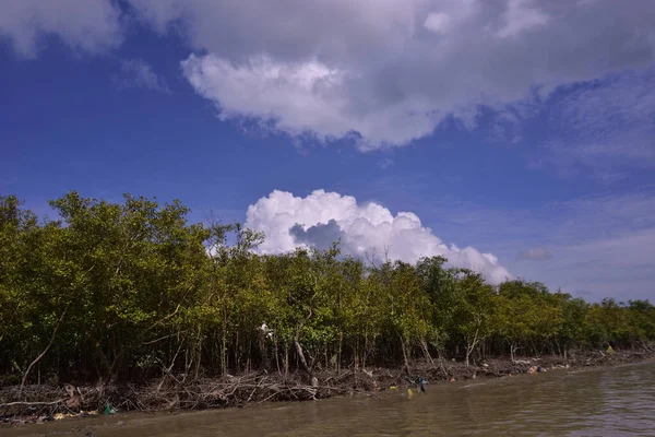 Mangrove adası sakin nehir suyuyla çevrili ve berrak gökyüzü yansımaları var. Huzurlu doğa manzarası sulak arazi ekosistemlerini ve doğal nehir akışını gösteriyor..