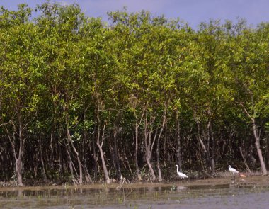 Gün boyunca bir mangrov ekosistemi üzerinde uçan vahşi beyaz kuş..