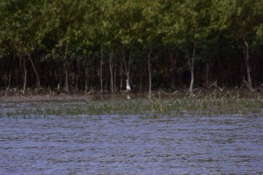 Akbalıkçıllı tropikal mangrovların sığ sularda durduğu manzara..