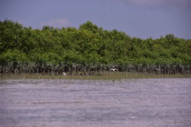Akbalıkçıllı tropikal mangrovların sığ sularda durduğu manzara..