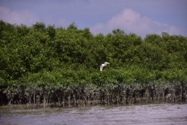 Yoğun bir mangrov ormanının kıyısındaki çamurlu bir nehir kıyısında yiyecek arayan çok sayıda beyaz balıkçıl..
