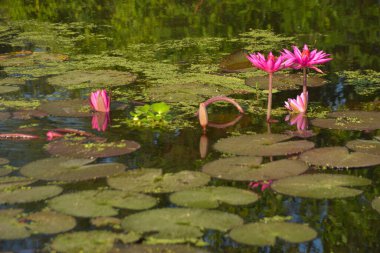 Parlak pembe nilüfer çiçekleri güneşli bir gölette çiçek açıyor ve suyun üzerinde berrak yansımalar var. Canlı yeşil nilüferler yüzeyde yüzer, doğal sulak bir ortamda huzurlu ve sakin bir botanik sahnesi yaratır..