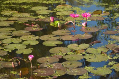 Parlak pembe nilüfer çiçekleri güneşli bir gölette çiçek açıyor ve suyun üzerinde berrak yansımalar var. Canlı yeşil nilüferler yüzeyde yüzer, doğal sulak bir ortamda huzurlu ve sakin bir botanik sahnesi yaratır..