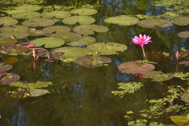 Parlak pembe nilüfer çiçekleri güneşli bir gölette çiçek açıyor ve suyun üzerinde berrak yansımalar var. Canlı yeşil nilüferler yüzeyde yüzer, doğal sulak bir ortamda huzurlu ve sakin bir botanik sahnesi yaratır..