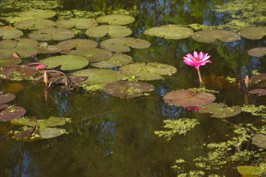 Parlak pembe nilüfer çiçekleri güneşli bir gölette çiçek açıyor ve suyun üzerinde berrak yansımalar var. Canlı yeşil nilüferler yüzeyde yüzer, doğal sulak bir ortamda huzurlu ve sakin bir botanik sahnesi yaratır..