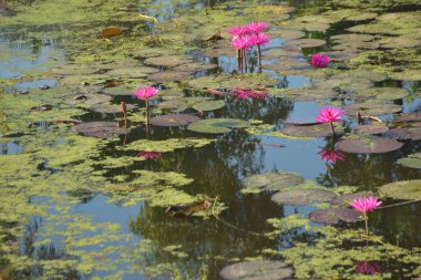 Parlak pembe nilüfer çiçekleri güneşli bir gölette çiçek açıyor ve suyun üzerinde berrak yansımalar var. Canlı yeşil nilüferler yüzeyde yüzer, doğal sulak bir ortamda huzurlu ve sakin bir botanik sahnesi yaratır..