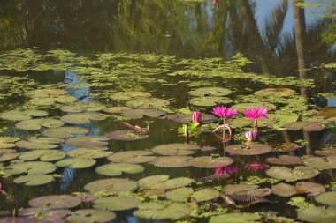 Parlak pembe nilüfer çiçekleri güneşli bir gölette çiçek açıyor ve suyun üzerinde berrak yansımalar var. Canlı yeşil nilüferler yüzeyde yüzer, doğal sulak bir ortamda huzurlu ve sakin bir botanik sahnesi yaratır..