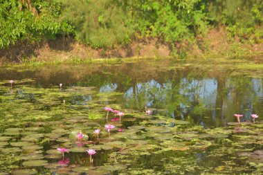 Pembe nilüfer çiçekleri, yoğun yeşil nilüferlerin arasında güneşli bir gölette çiçek açıyor. Sahne, sudan yansıyan doğal güneş ışığını yakalar. Doğal bir botanik atmosfer yaratır. Doğa ve sağlık teması için mükemmel..