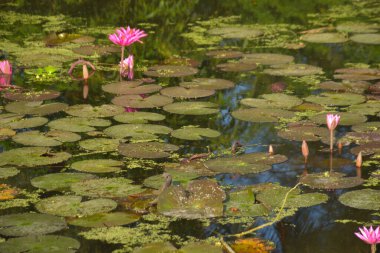 Pembe nilüfer çiçekleri, yoğun yeşil nilüferlerin arasında güneşli bir gölette çiçek açıyor. Sahne, sudan yansıyan doğal güneş ışığını yakalar. Doğal bir botanik atmosfer yaratır. Doğa ve sağlık teması için mükemmel..