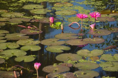 Pembe nilüfer çiçekleri, yoğun yeşil nilüferlerin arasında güneşli bir gölette çiçek açıyor. Sahne, sudan yansıyan doğal güneş ışığını yakalar. Doğal bir botanik atmosfer yaratır. Doğa ve sağlık teması için mükemmel..