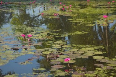 Pembe nilüfer çiçekleri, yoğun yeşil nilüferlerin arasında güneşli bir gölette çiçek açıyor. Sahne, sudan yansıyan doğal güneş ışığını yakalar. Doğal bir botanik atmosfer yaratır. Doğa ve sağlık teması için mükemmel..