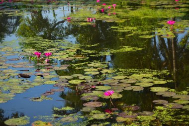 Pembe nilüfer çiçekleri, yoğun yeşil nilüferlerin arasında güneşli bir gölette çiçek açıyor. Sahne, sudan yansıyan doğal güneş ışığını yakalar. Doğal bir botanik atmosfer yaratır. Doğa ve sağlık teması için mükemmel..