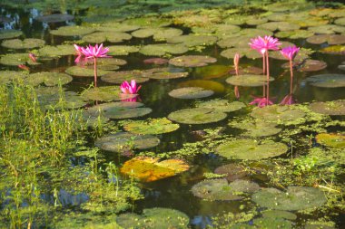 Gölde açan parlak, pembe, tropik su zambaklarının yakın çekimi. Canlı yapraklar ve yeşil nilüfer yaprakları güzel bir doğal arkaplan oluşturarak, bir su bahçesinin dingin ve renkli özünü yakalar..