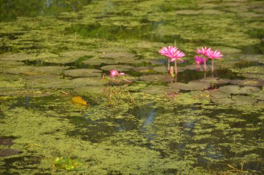 Gölde açan parlak, pembe, tropik su zambaklarının yakın çekimi. Canlı yapraklar ve yeşil nilüfer yaprakları güzel bir doğal arkaplan oluşturarak, bir su bahçesinin dingin ve renkli özünü yakalar..