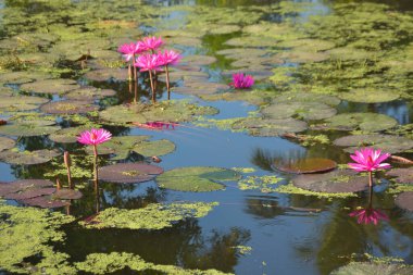 Gölde açan parlak, pembe, tropik su zambaklarının yakın çekimi. Canlı yapraklar ve yeşil nilüfer yaprakları güzel bir doğal arkaplan oluşturarak, bir su bahçesinin dingin ve renkli özünü yakalar..
