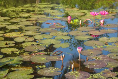 Gölde açan parlak, pembe, tropik su zambaklarının yakın çekimi. Canlı yapraklar ve yeşil nilüfer yaprakları güzel bir doğal arkaplan oluşturarak, bir su bahçesinin dingin ve renkli özünü yakalar..